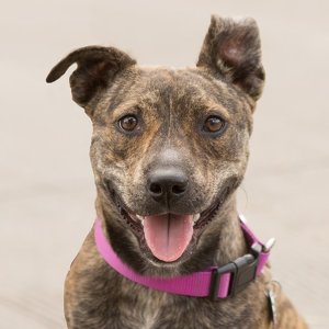 Event Home: Black Dog Animal Rescue - 2017 #GivingTuesday